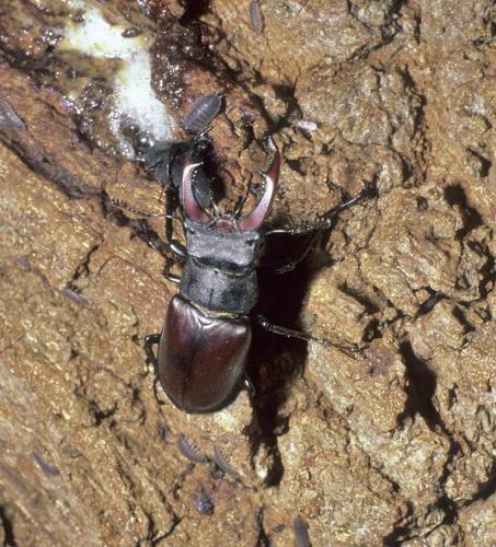 Lucanus cervus