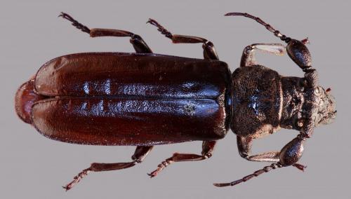 Bolbotritus bainesi
