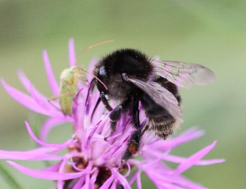 Bombus humilis