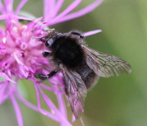 Bombus humilis