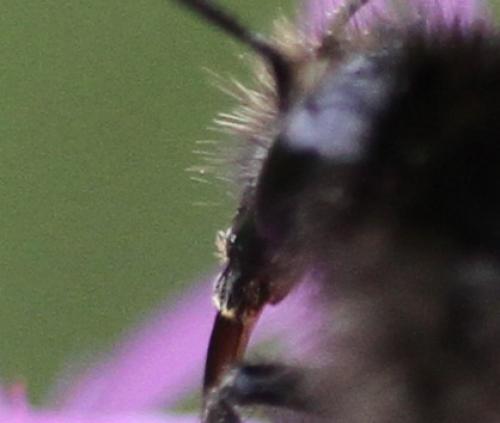 Bombus humilis