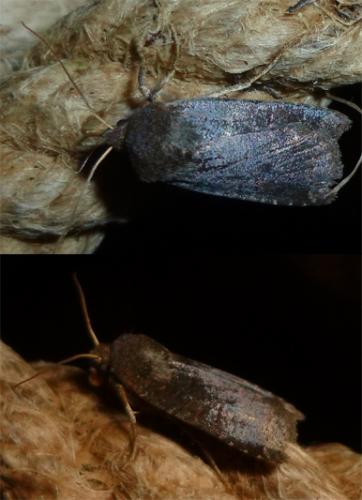 Réf. 113 059 : Conistra ligula