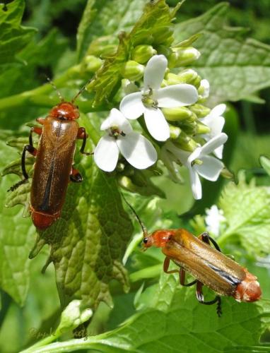 Réf. 113 540 : Cantharis livida