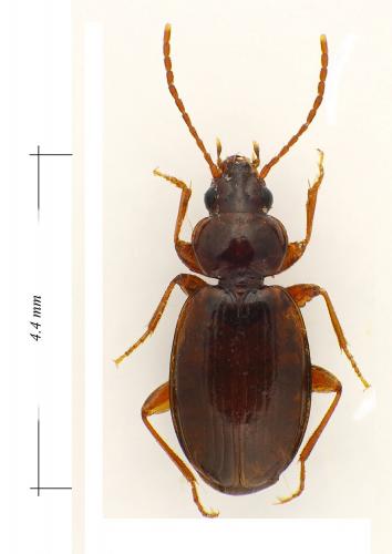 Réf. 113 667 : Trechus obtusus