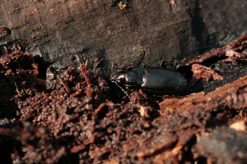 Réf. 113 821 : Pterostichus sp.