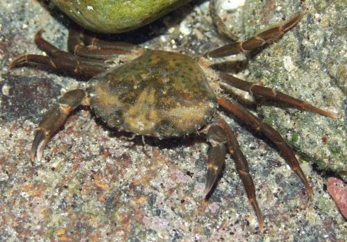 Réf. 113 963 : Carcinus maenas