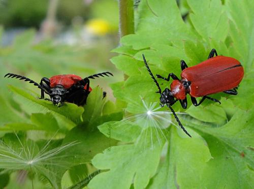 Pyrochroa coccinea