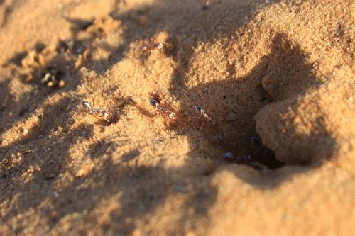 Cataglyphis bombycina