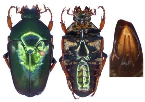 Lomaptera adelpha