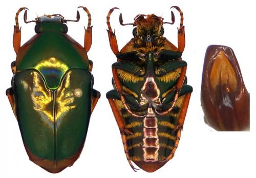 Réf. 113 675 : Lomaptera pallidipes