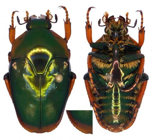 Réf. 113 676 : Mycterophallus dichropus