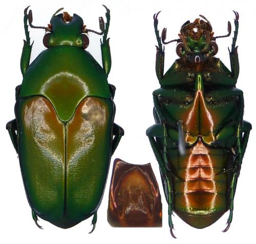 Lomaptera prasina
