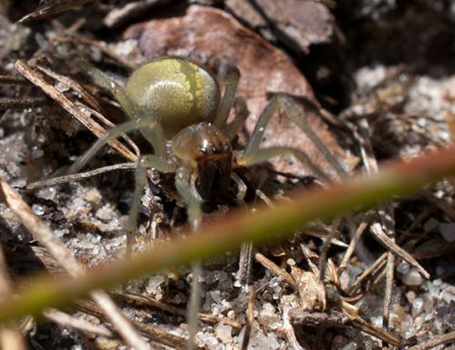 Réf. 113 127 : Cheiracanthium sp.