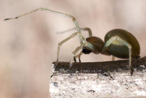 Cheiracanthium sp.