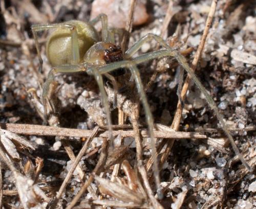 Réf. 113 126 : Cheiracanthium sp.
