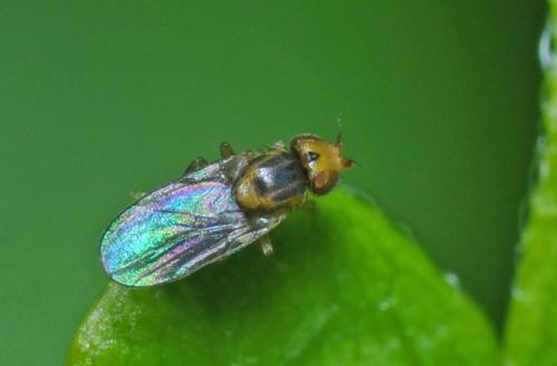 Réf. 113 042 : Trachysiphonella sp.