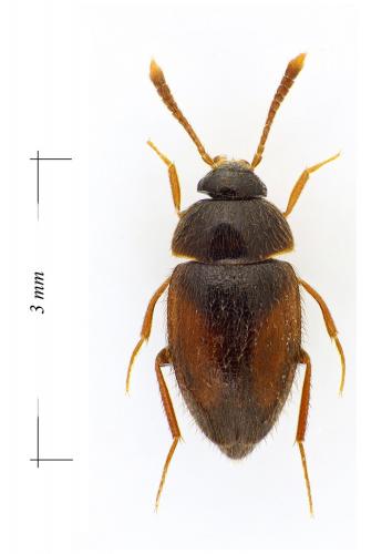 Réf. 113 720 : Attaephilus arenarius