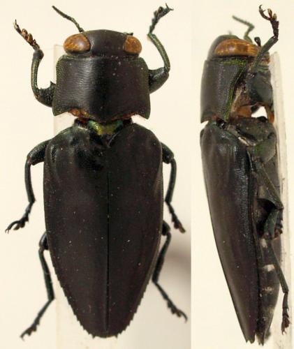 Réf. 113 993 : Chrysobothris sp.