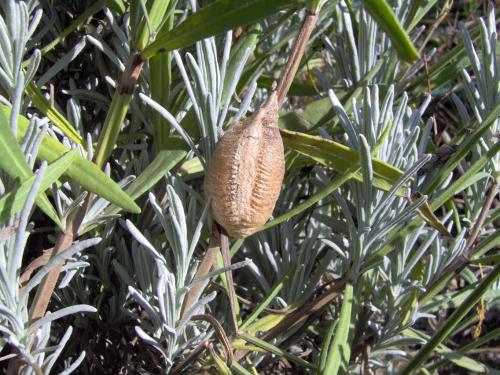 Réf. 113 370 : Mantis religiosa