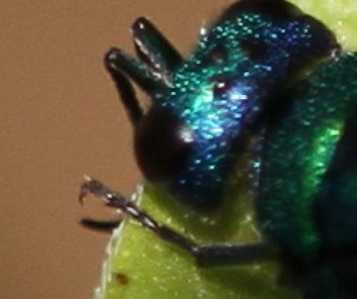 Réf. 113 379 : Holopyga amoenula occidenta