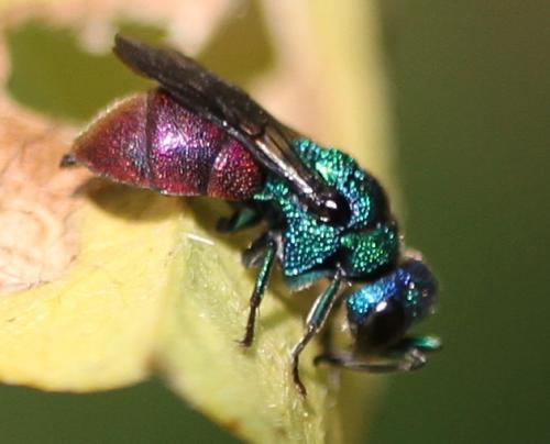 Réf. 113 380 : Holopyga amoenula occidenta