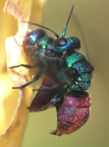 Réf. 113 368 : Holopyga amoenula occidenta