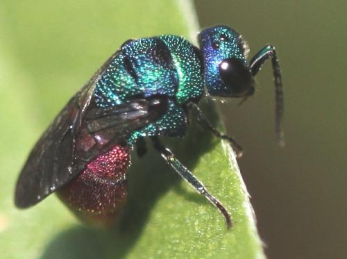 Réf. 113 363 : Holopyga amoenula occidenta