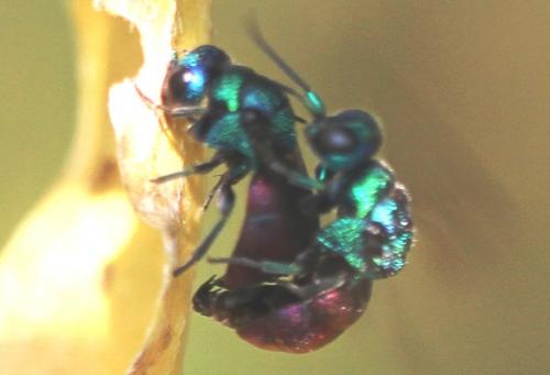 Réf. 113 367 : Holopyga amoenula occidenta