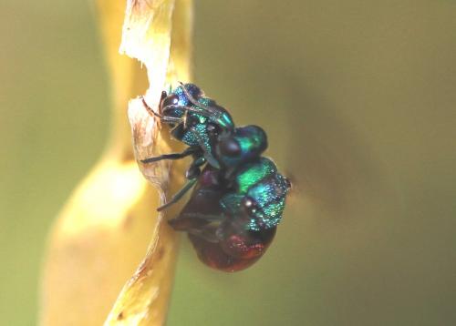 Réf. 113 364 : Holopyga amoenula occidenta
