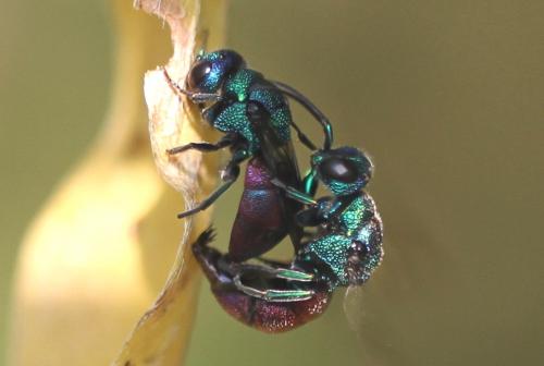 Réf. 113 365 : Holopyga amoenula occidenta