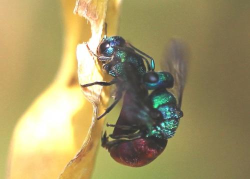 Holopyga amoenula occidenta
