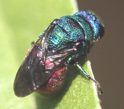 Holopyga amoenula occidenta