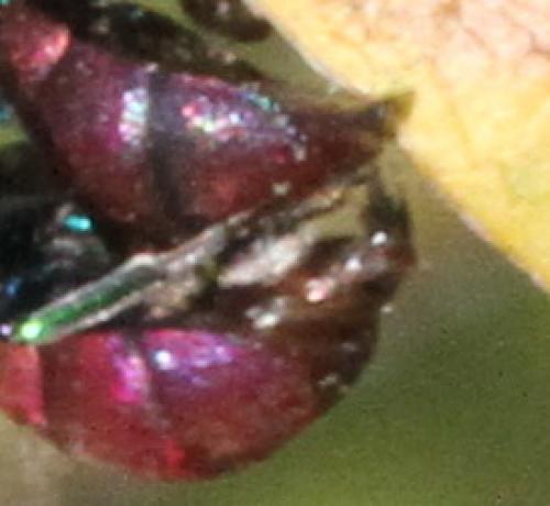 Holopyga amoenula occidenta