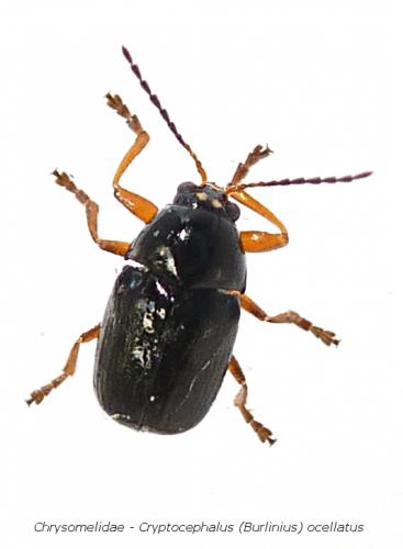 Réf. 113 248 : Cryptocephalus ocellatus