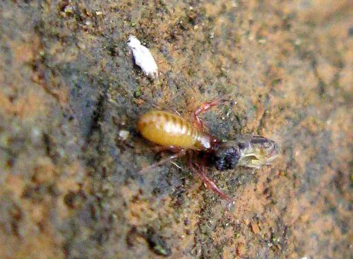 Réf. 113 362 : Chthonius sp.