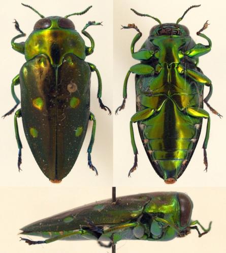 Réf. 113 994 : Chrysobothris sexpunctata