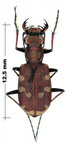 Cicindela restricta