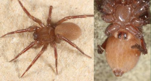 Cicurina cicur