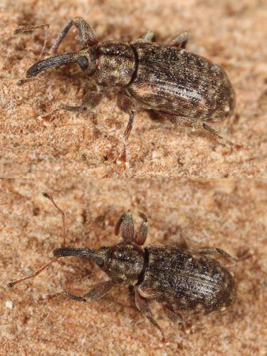 Réf. 113 030 : Dorytomus sp.