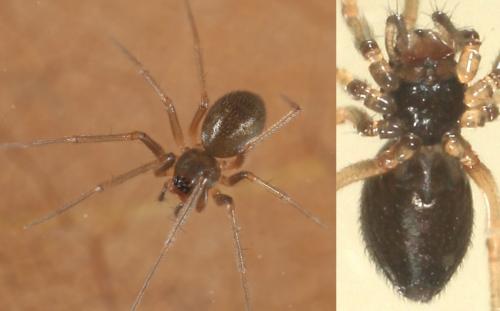 Microneta viaria
