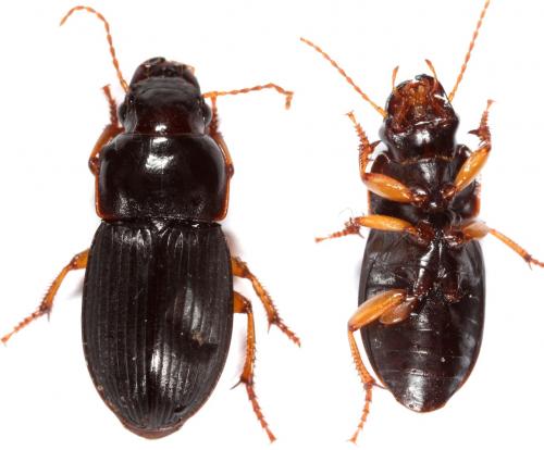Réf. 113 537 : Harpalus latus