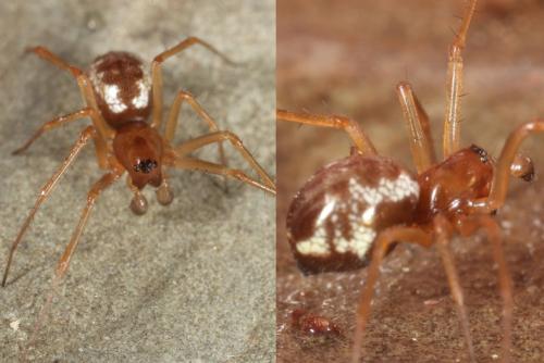 Linyphia hortensis