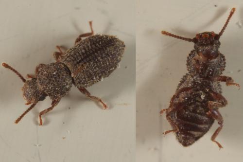 Réf. 113 409 : Diodesma subterranea
