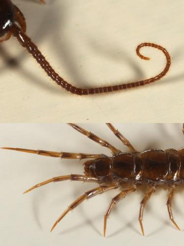 Lithobius sp.