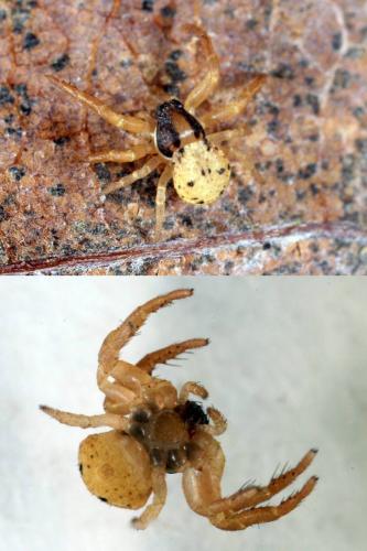 Réf. 113 989 : Ozyptila atomaria