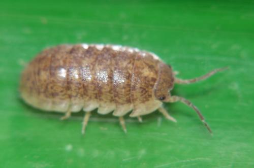 Armadillidium assimile