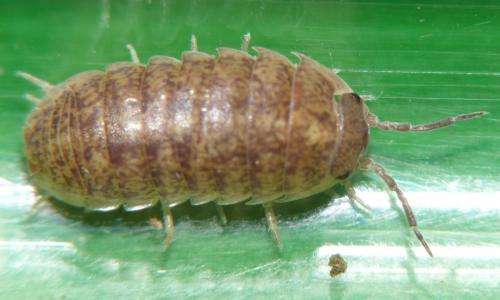 Armadillidium assimile