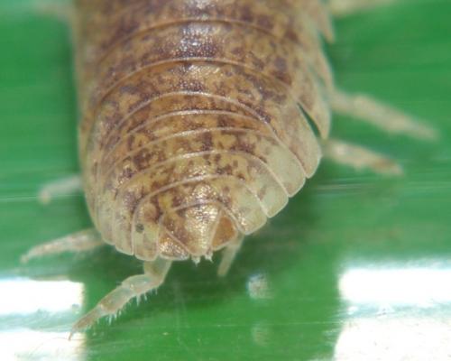 Armadillidium assimile