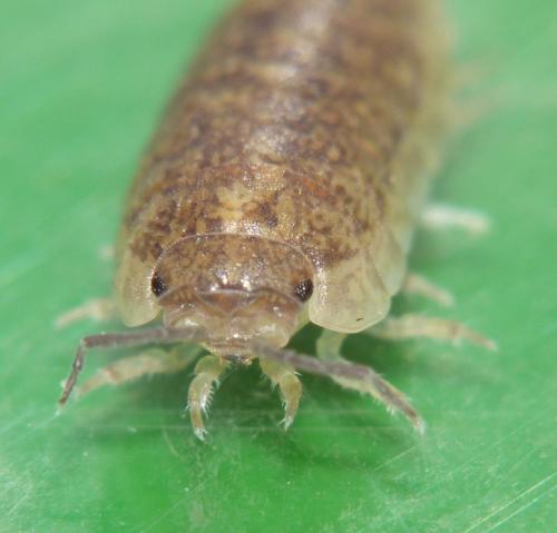 Armadillidium assimile
