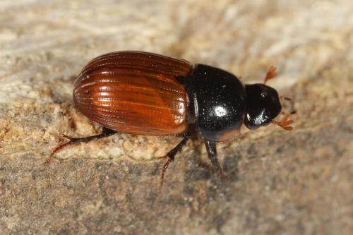 Aphodius sp.